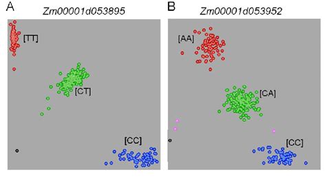 Validation Of The Potential Snp Mutation Based On Kasp Assays Of The