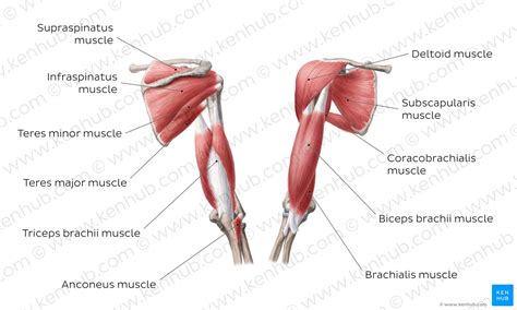 Diagram Pictures Muscles Of The Arm And The Shoulder Anatomy Kenhub