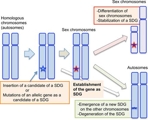 Proposed Model For Evolutionary Relationships Between The Appearance Of Download Scientific