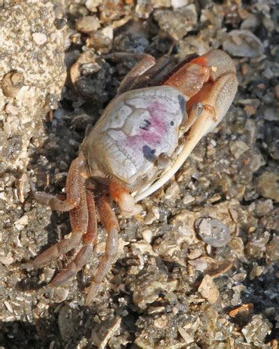 Atlantic Sand Fiddler Crab Leptuca Pugilator