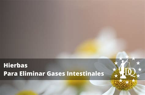 Hierbas Para Eliminar Gases Intestinales