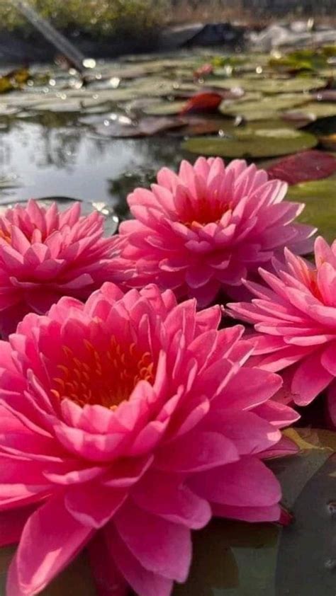 Pin By Konsmal On Lotus Flower Pictures Beautiful Flowers