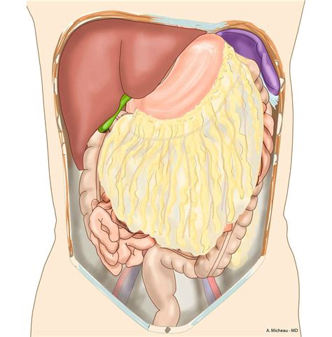 Anatomy Of The Peritoneum And Peritoneal Cavity Osmosis 46 Off