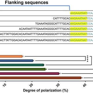 The Influence Of Different Flanking Sequence Lengths On The Interaction