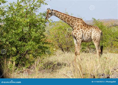 A Giraffe Eating A Tree In The Kruger National Park Stock Image Image