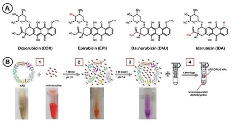 (A) Structures of anticancer drugs of the anthracycline group. (B ...
