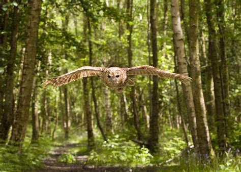 Fond Décran Des Arbres La Nature Herbe Branche En Volant Faune