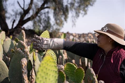 Premium Photo An Adult Woman Is Harvesting Nopal Tunas With The Hands