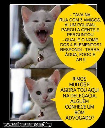 Resultado De Imagem Para Piadas O Gato Kkkk Piadas Piadas Muito