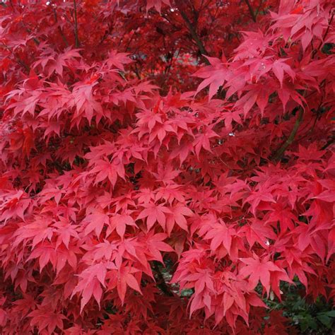 Graine D Rable Du Japon Semences D Acer Japonicum