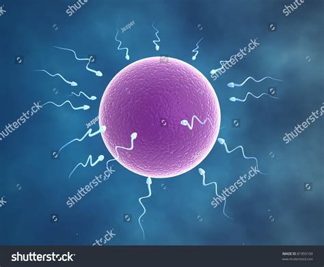 Human Egg Cell Being Fertilized By Stock Illustration 81993190