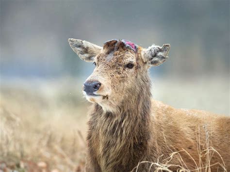 How Do Deer Grow Antlers So Quickly Popular Science