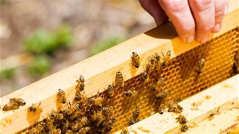 Honeybee Farming In Box 🐝🍯 माहुरीपालन At Home Bee Honey Honeybee Box Fly Home Youtube