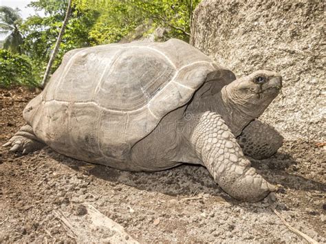 Tortue Géante Des Seychelles Photo stock Image du créature été 22410118