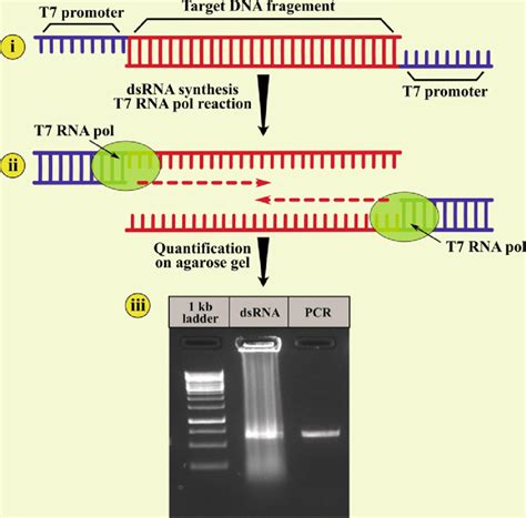 Illustrating The In Vitro DsRNA Synthesis By One Step PCR Reaction And