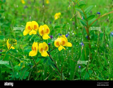 Kas pathar, plateau. In monsoon, these colorful flowers only blossom once a year after monsoon ...