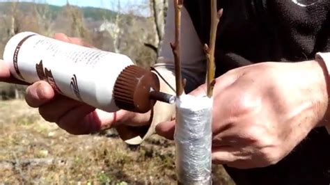 Kalemljenje Kalemljenje Voca Najbolji Nacin Grafting Fruit Trees