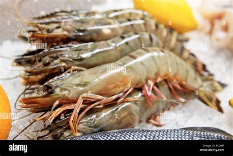 Giant Shrimps Hi Res Stock Photography And Images Alamy