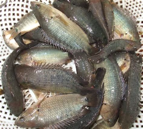 10 Delicious Fish Species Of Vietnam That Many People Love Vietnam