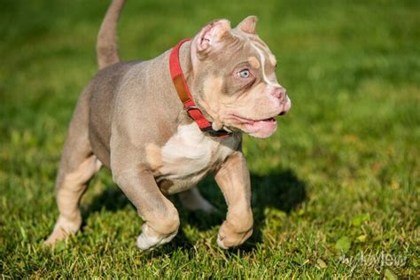 Micro Size American Bully | tunersread.com