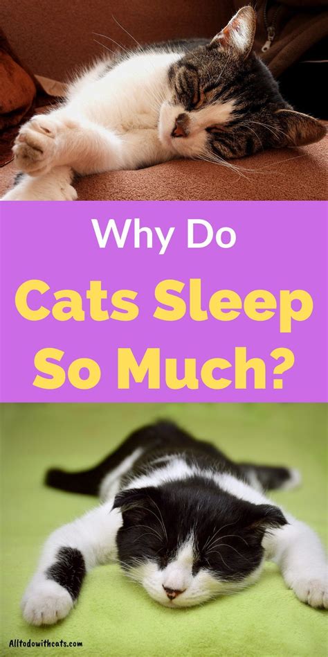 Why Do Cats Sleep So Much Discover Amazing Facts Artofit