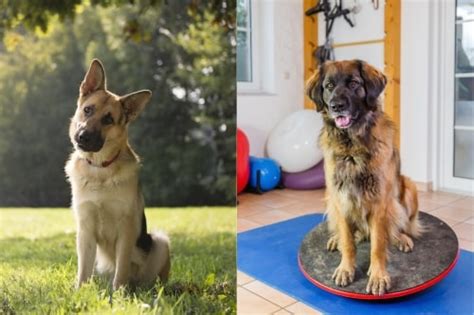 German Shepherd Leonberger Mix How Much It Is Worth