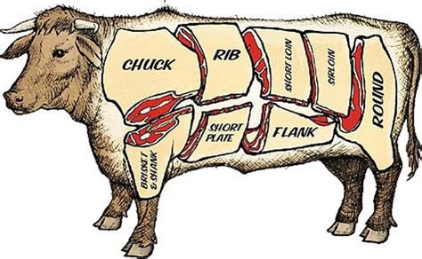 Parts Of Cow Meat Diagram Diagram Of How To Butcher A Beef C