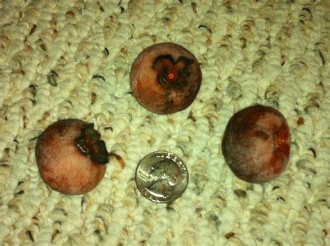 Identify a wild fruit tree: American persimmons (Diospyros Virginiana