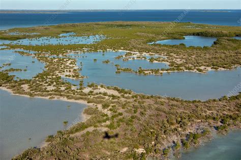 Everglades National Park, Florida, USA - Stock Image - C058/3995 - Science Photo Library