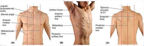 Chapter The Human Body An Orientation Flashcards Quizlet