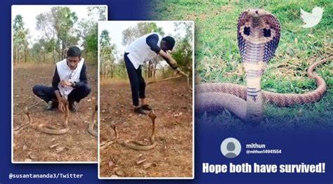 ‘horrific Way Watch Mans Dangerous Stunt With Three Cobras Trending News The Indian Express