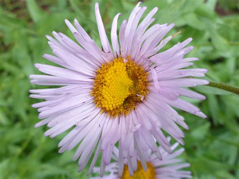 Tall Fleabane Erigeron Elatior