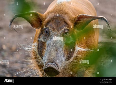 Brush Eared Pig Potamochoerus Porcus Pictu Portrait Stock Photo Alamy