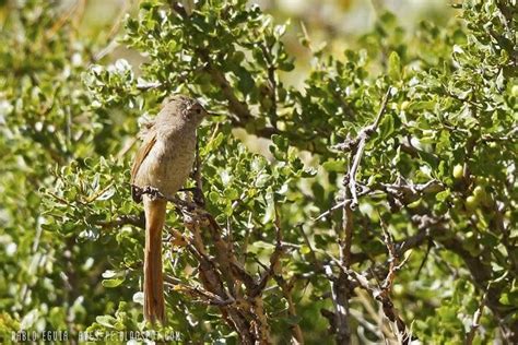 Mis Fotos De Aves Canastero Coludo Asthenes Pyrrholeuca Sharp Billed