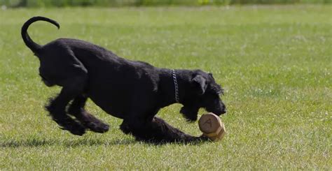 10 Best Guard Dog Breeds For Apartment Life Top Picks