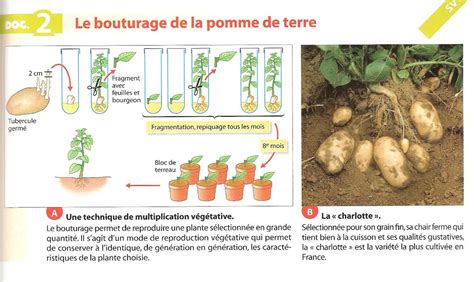 Le Bouturage De La Pomme De Terre