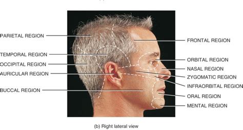 Buccal Region Anatomy