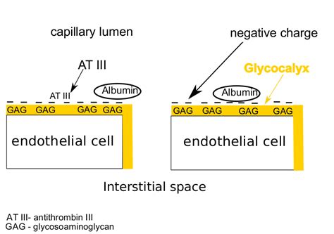 Endothelial Glycocalyx Layer In Physiological States GAG