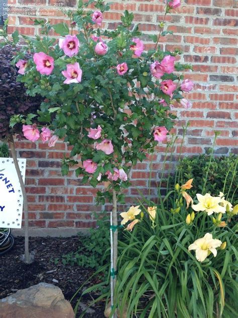 Plantfiles Pictures Rose Of Sharon Aphrodite Hibiscus Syriacus 13