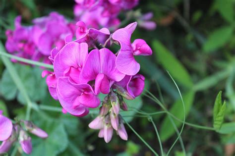 30000 Free Sweet Pea And Peas Images Pixabay