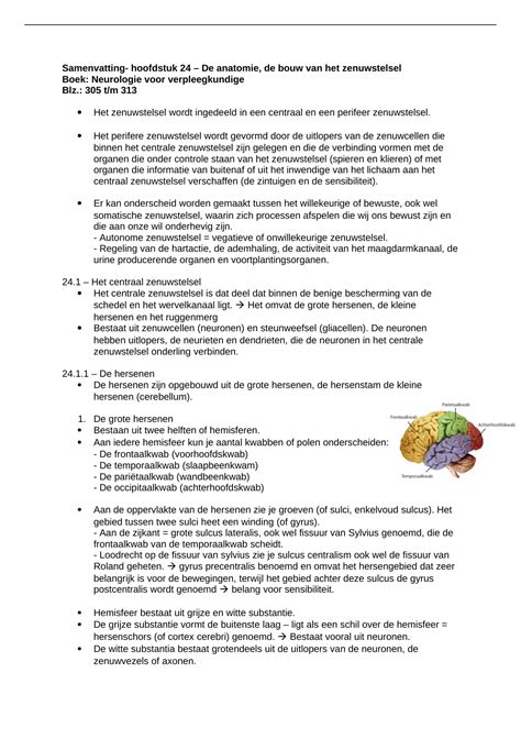 Samenvatting Hoofdstuk De Anatomie De Bouw Van Het Zenuwstelsel