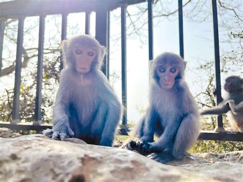 柴山獼猴驗出恙蟲 致死率達6成 地方新聞 中國時報