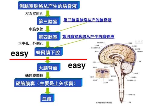 脑室系统和脑脊液循环Microsoft PowerPoint 演示文稿 word文档在线阅读与下载 无忧文档