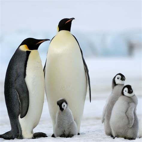Emperor Penguin Pictures
