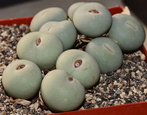 Conophytum Calculus Ssp Vanzylii Sb Smorenskadu Mg