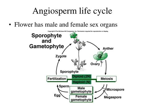 Ppt Gymnosperm Intro And Evolution Life Cycle And Reproduction Uses