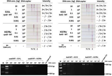 The Least Limit Of Detection LOD For Both The RpoB And The KatG