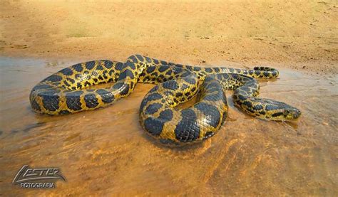 Maiores Cobras Do Mundo Quais S O Esp Cies E Curiosidades