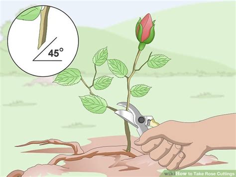 How to Successfully Propagate Roses From Cuttings | HubPages