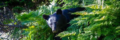 登山中の男性にクマが上から飛んでくる衝撃動画 専門家の分析「本気のクマに襲われたら」 文春オンライン